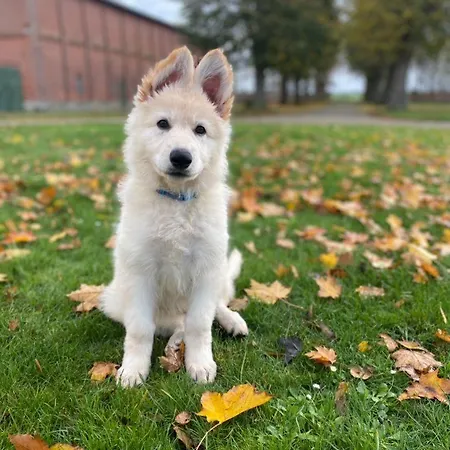 アパート Feriengut-neuhof-wohnung-1 Lemkenhafen auf Fehmarn